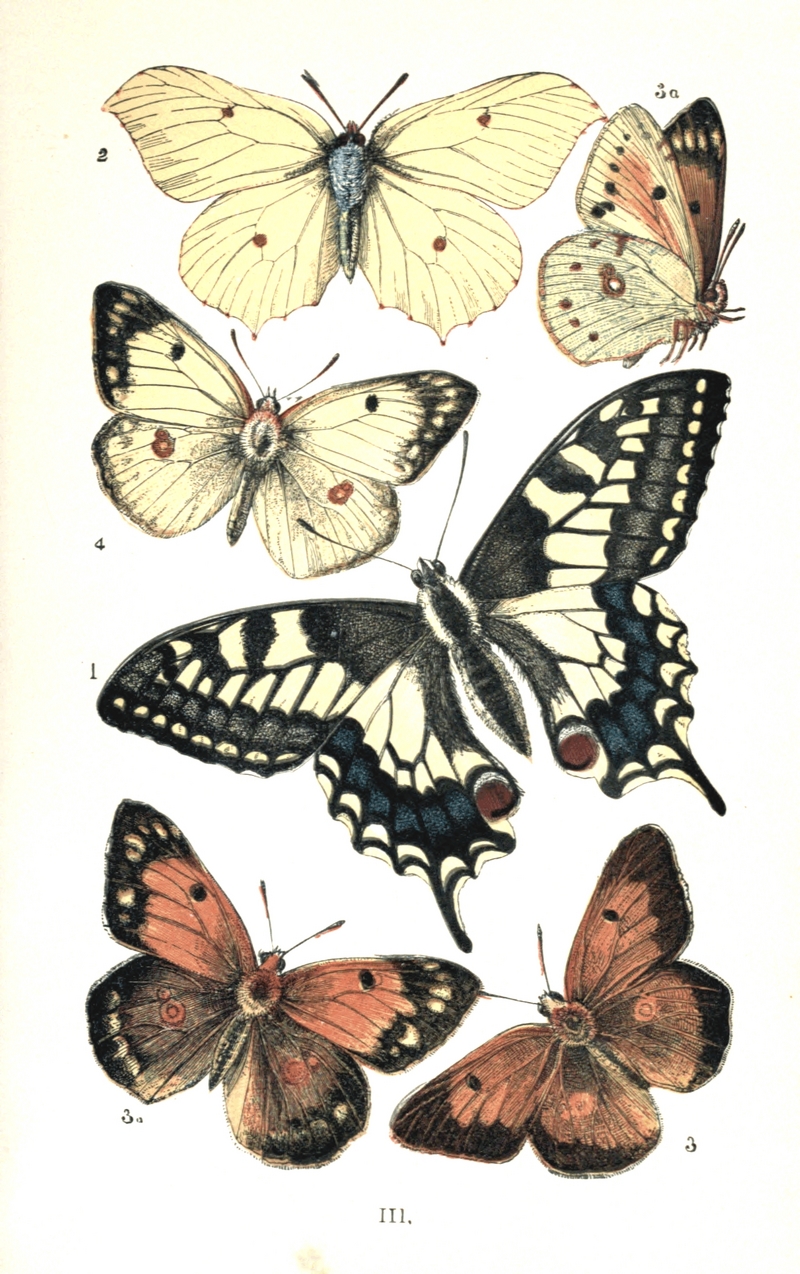 common yellow swallowtail (Papilio machaon), common brimstone (Gonepteryx rhamni), dark clouded yellow (Colias croceus), pale clouded yellow (Colias hyale); DISPLAY FULL IMAGE.