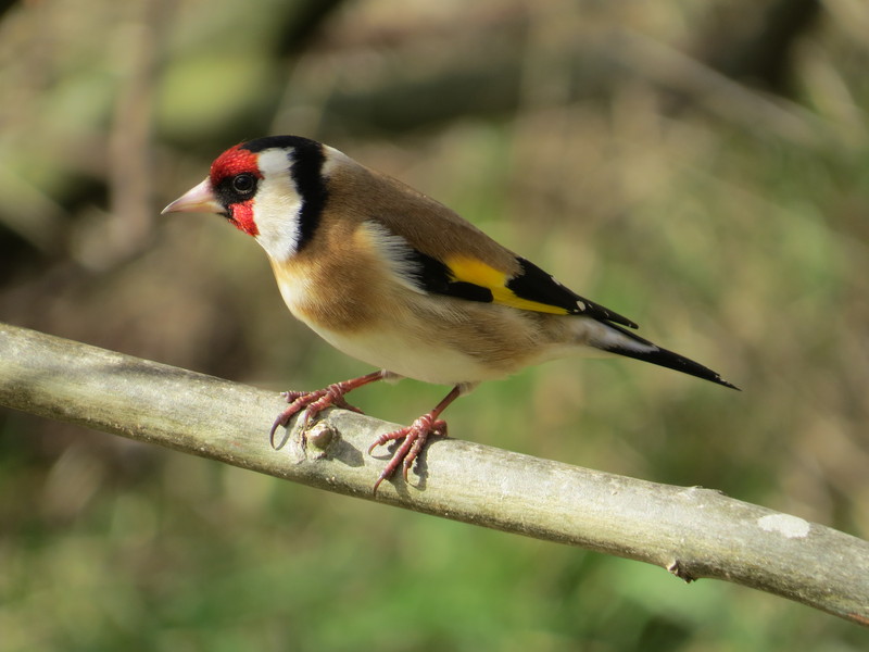 European goldfinch (Carduelis carduelis); DISPLAY FULL IMAGE.