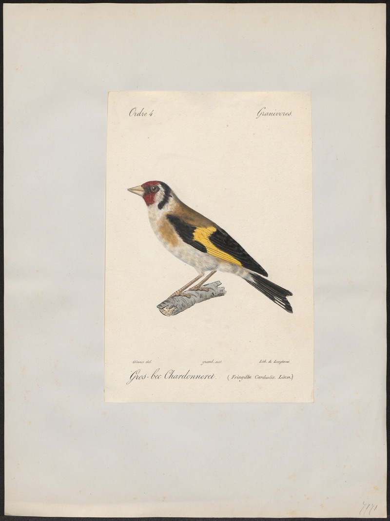 European goldfinch (Carduelis carduelis); DISPLAY FULL IMAGE.
