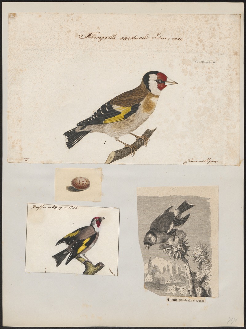 European goldfinch (Carduelis carduelis); DISPLAY FULL IMAGE.