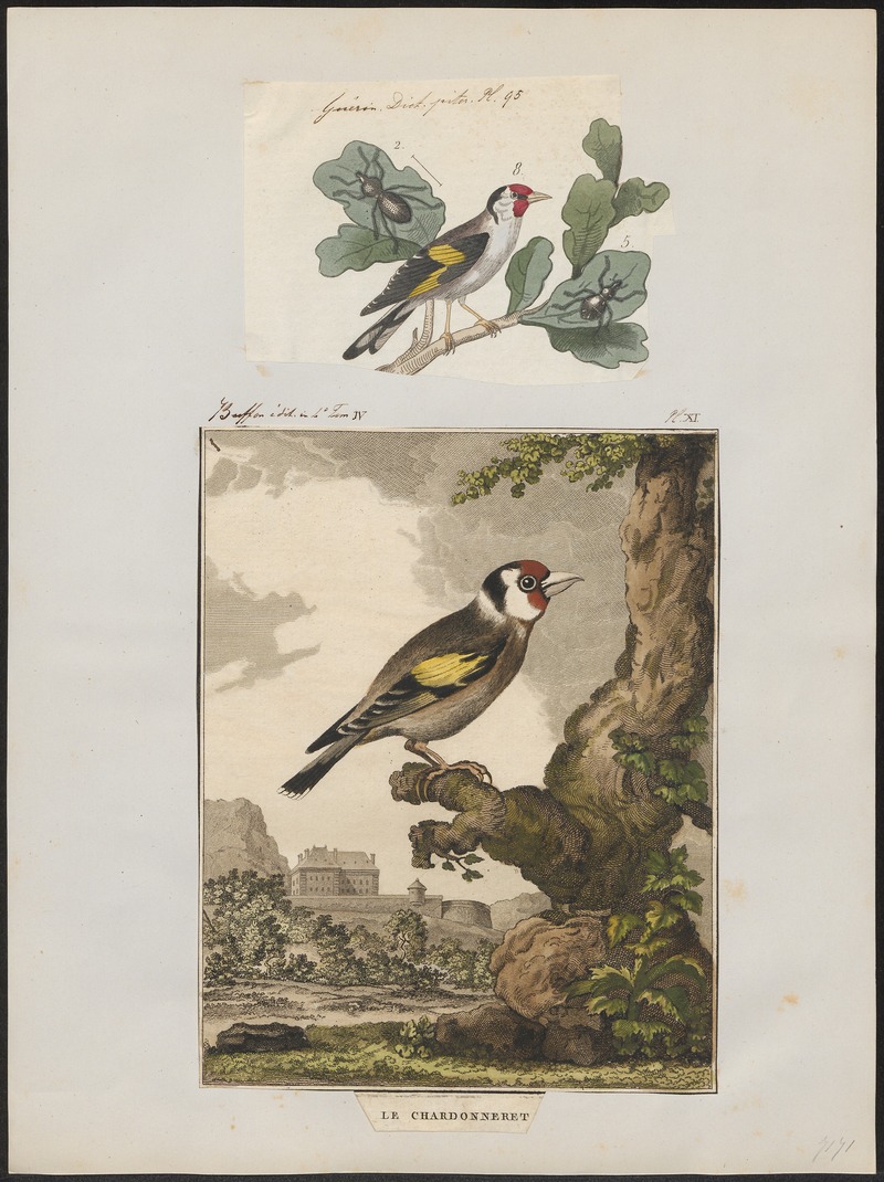 European goldfinch (Carduelis carduelis); DISPLAY FULL IMAGE.