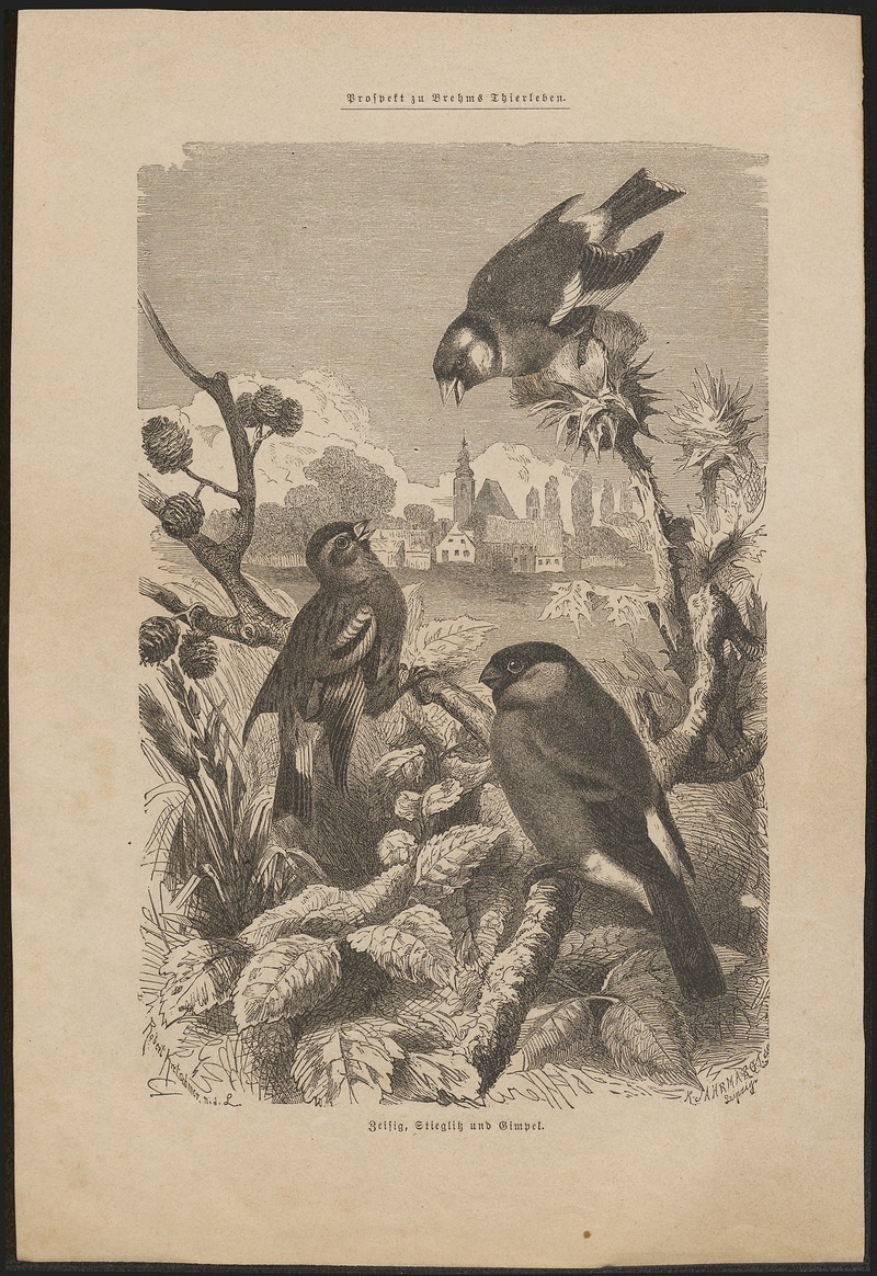 European goldfinch (Carduelis carduelis), Eurasian bullfinch (Pyrrhula pyrrhula); DISPLAY FULL IMAGE.
