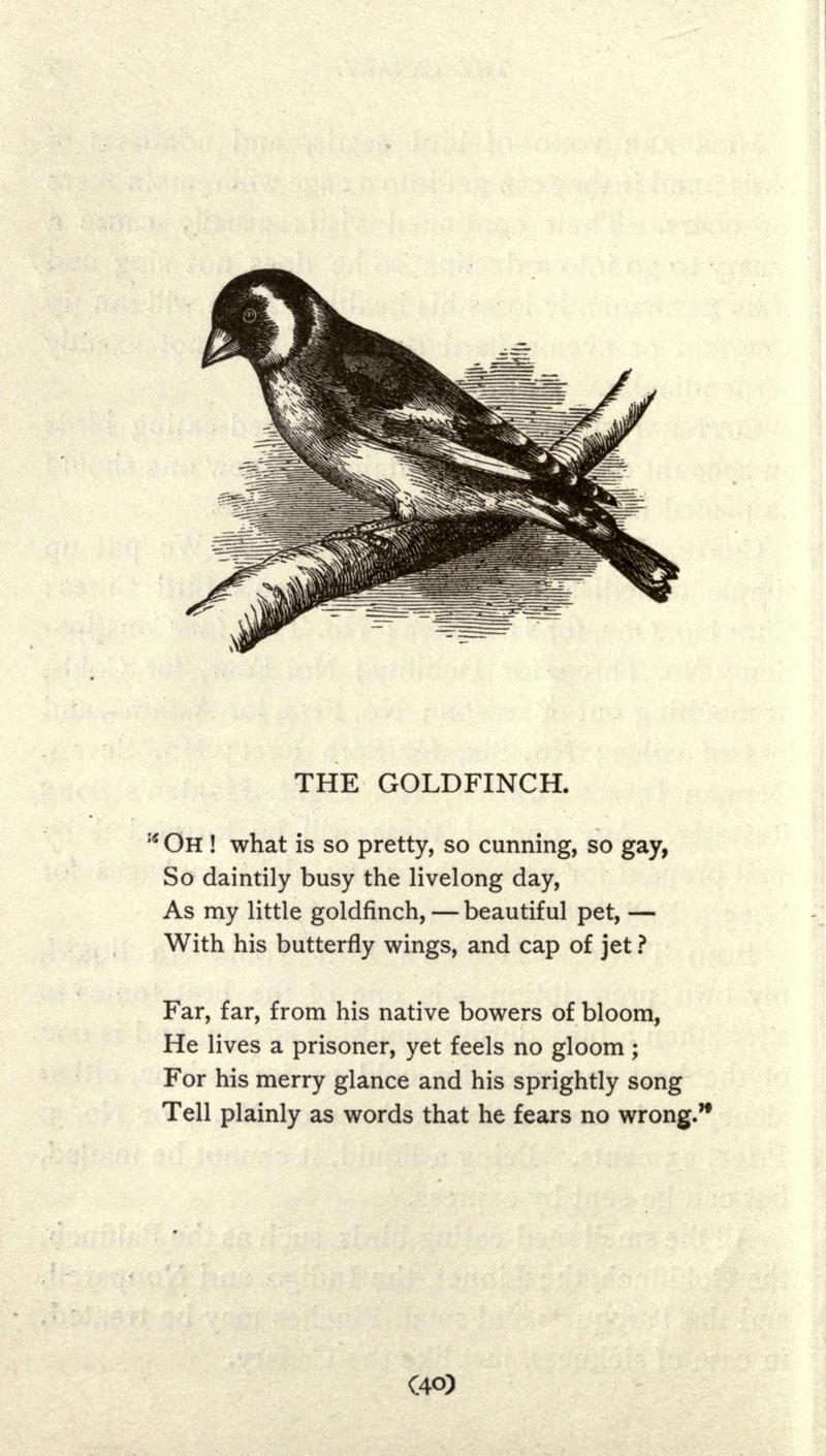 European goldfinch (Carduelis carduelis); DISPLAY FULL IMAGE.