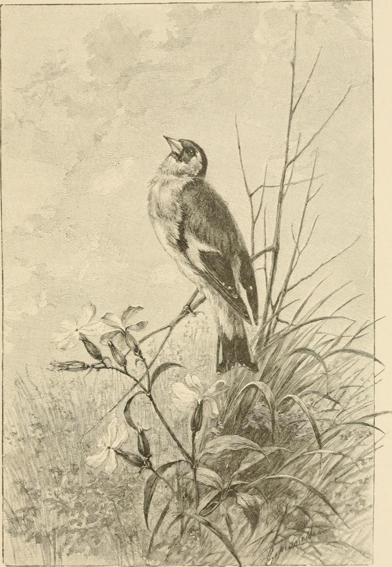European goldfinch (Carduelis carduelis); DISPLAY FULL IMAGE.