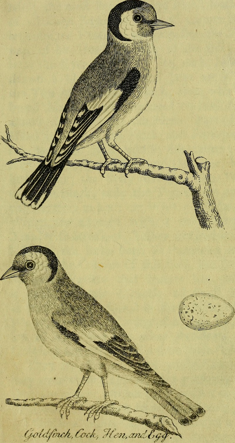 European goldfinch (Carduelis carduelis); DISPLAY FULL IMAGE.