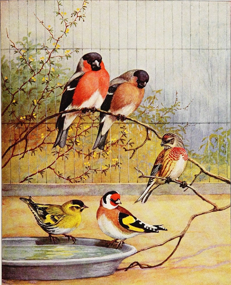 Eurasian bullfinch (Pyrrhula pyrrhula), European goldfinch (Carduelis carduelis); DISPLAY FULL IMAGE.