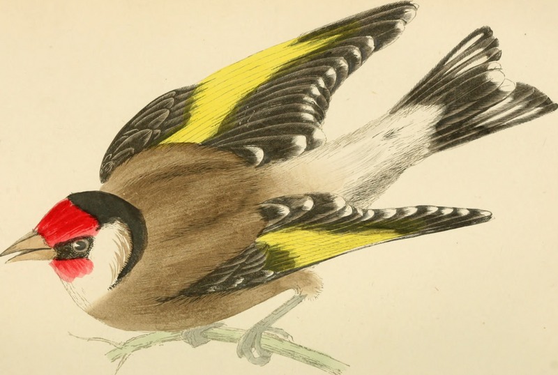 European goldfinch (Carduelis carduelis); DISPLAY FULL IMAGE.