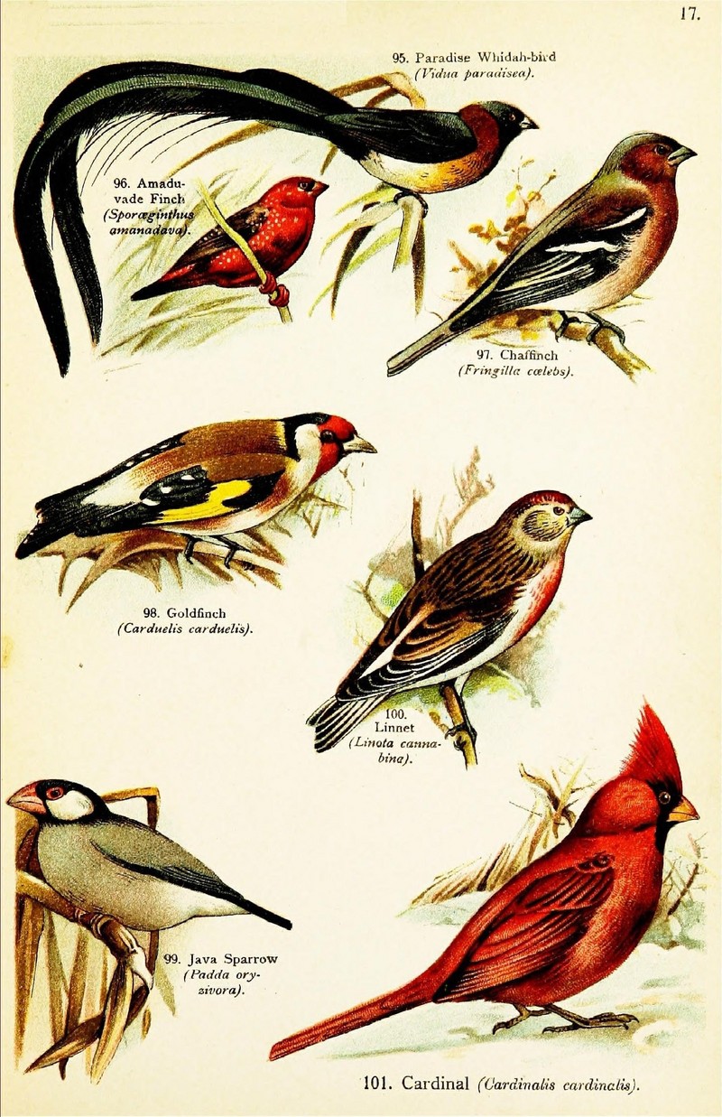 long-tailed paradise whydah (Vidua paradisaea), red avadavat (Amandava amandava), common chaffinch (Fringilla coelebs), European goldfinch (Carduelis carduelis), Java sparrow (Lonchura oryzivora), common linnet (Linaria cannabina), northern cardinal (Cardinalis cardinalis); DISPLAY FULL IMAGE.