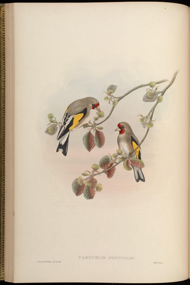 European goldfinch (Carduelis carduelis); DISPLAY FULL IMAGE.
