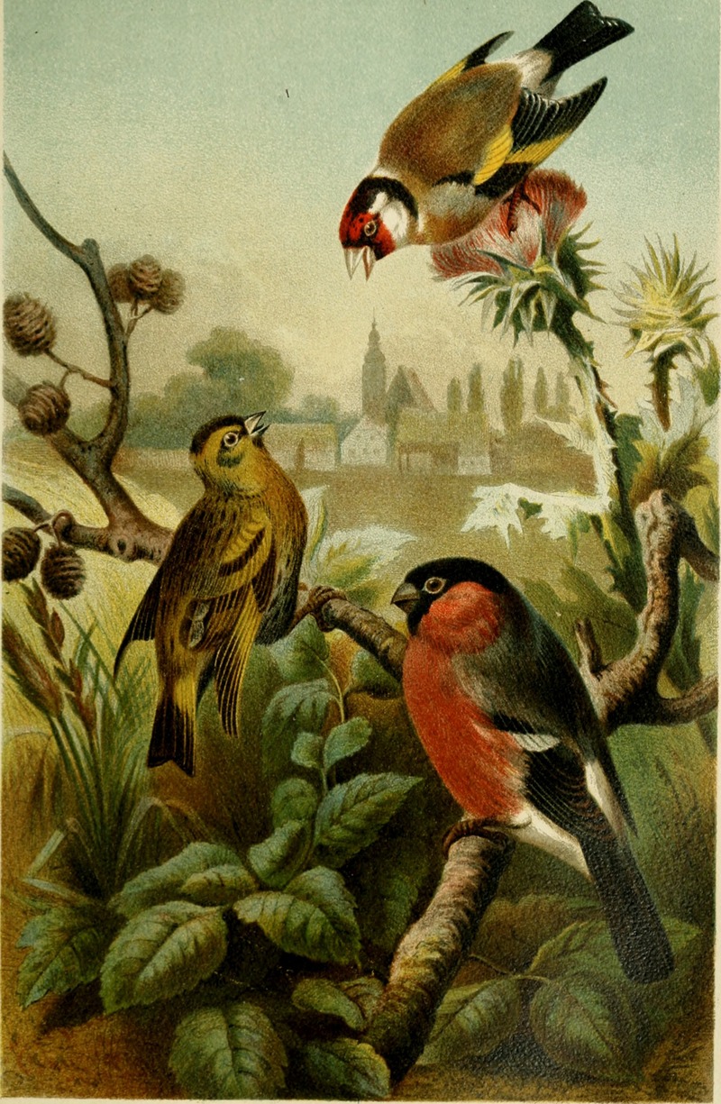 European goldfinch (Carduelis carduelis), Eurasian bullfinch (Pyrrhula pyrrhula); DISPLAY FULL IMAGE.