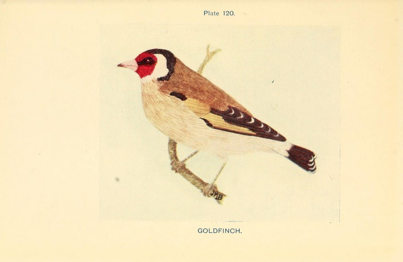 European goldfinch (Carduelis carduelis); DISPLAY FULL IMAGE.