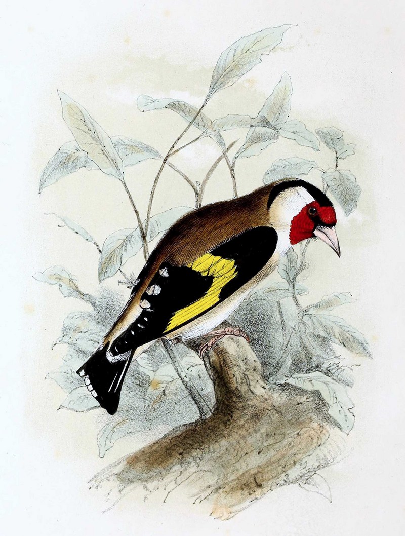 European goldfinch (Carduelis carduelis); DISPLAY FULL IMAGE.