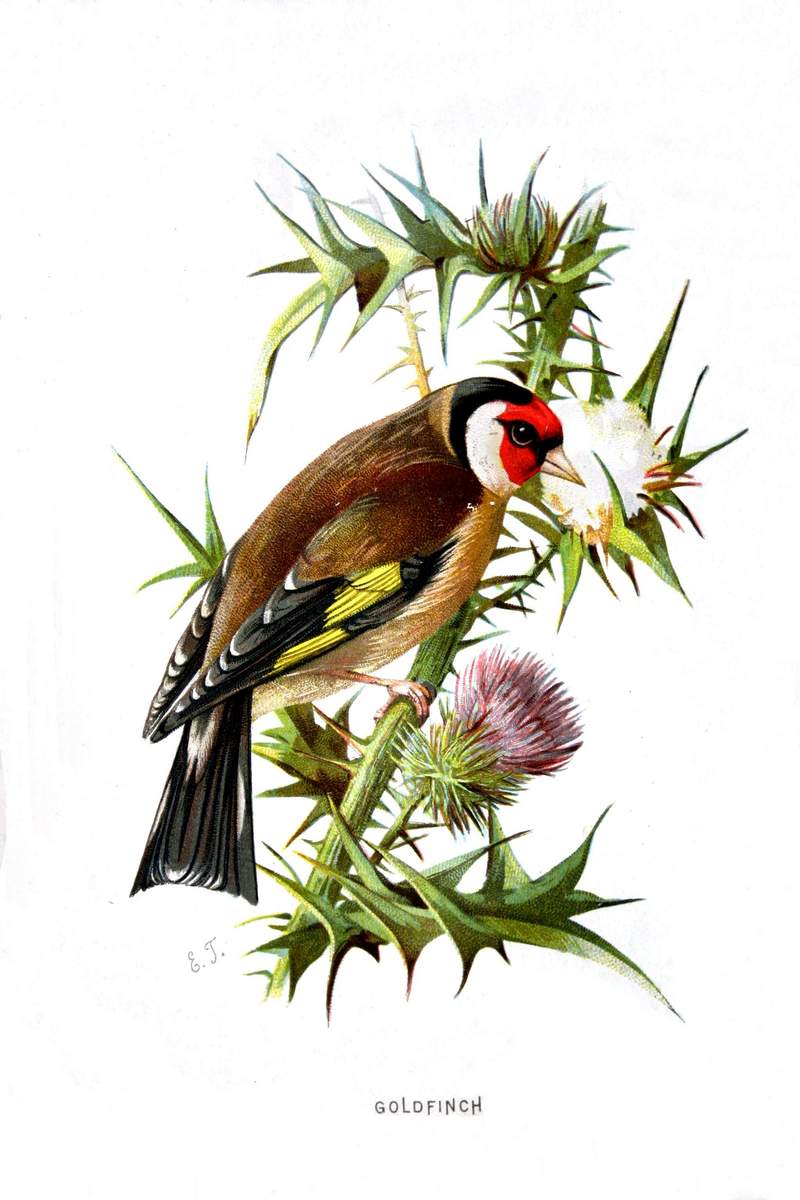 European goldfinch (Carduelis carduelis); DISPLAY FULL IMAGE.