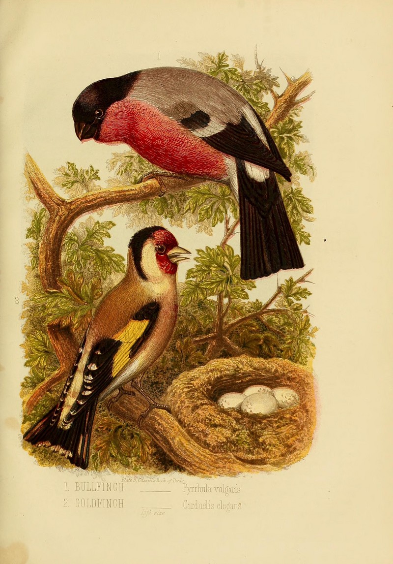 Eurasian bullfinch (Pyrrhula pyrrhula), European goldfinch (Carduelis carduelis); DISPLAY FULL IMAGE.