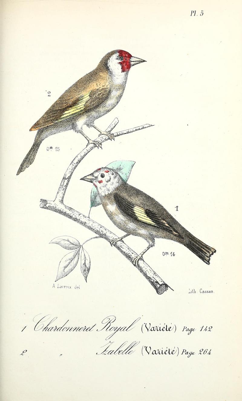European goldfinch (Carduelis carduelis); DISPLAY FULL IMAGE.