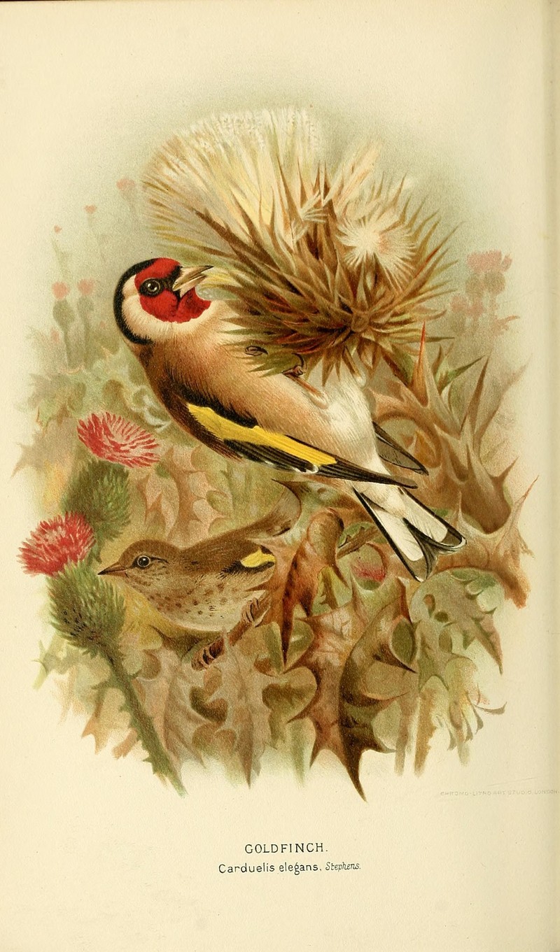 European goldfinch (Carduelis carduelis); DISPLAY FULL IMAGE.