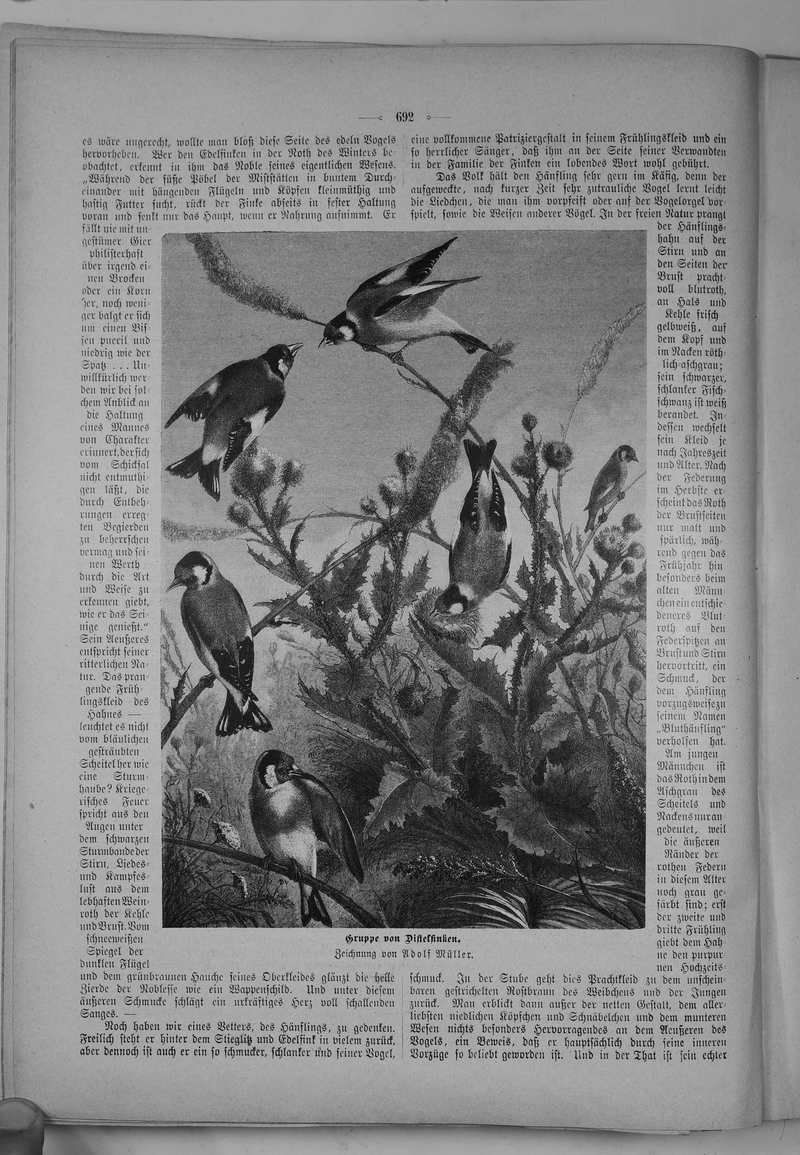 European goldfinch (Carduelis carduelis); DISPLAY FULL IMAGE.