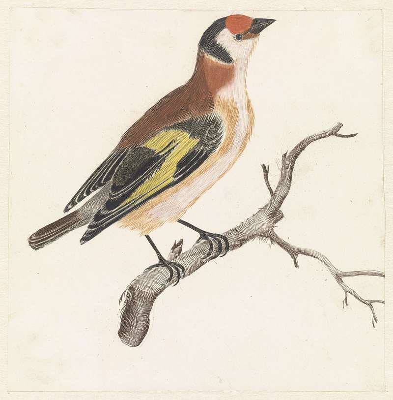 European goldfinch (Carduelis carduelis); DISPLAY FULL IMAGE.