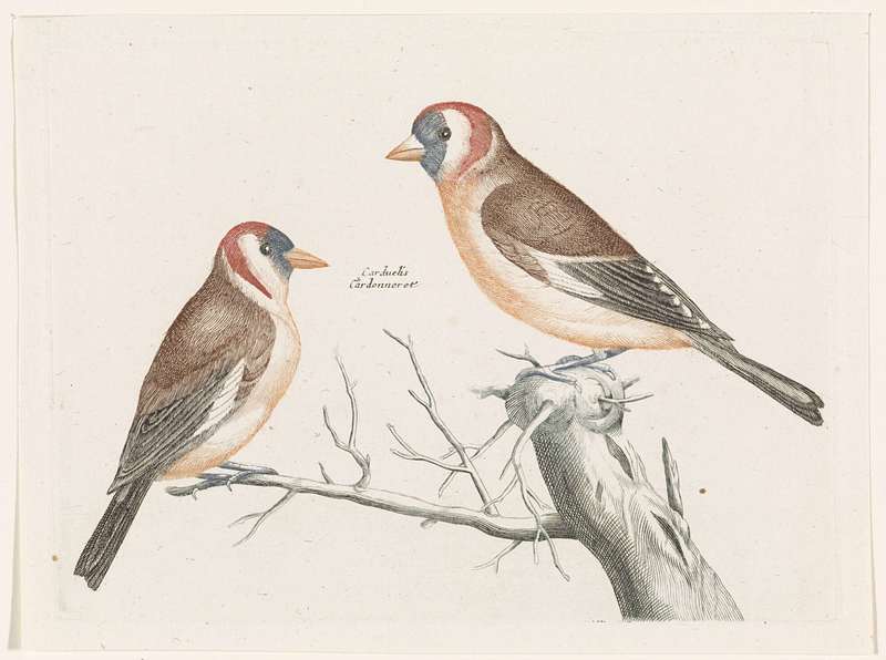 European goldfinch (Carduelis carduelis); DISPLAY FULL IMAGE.