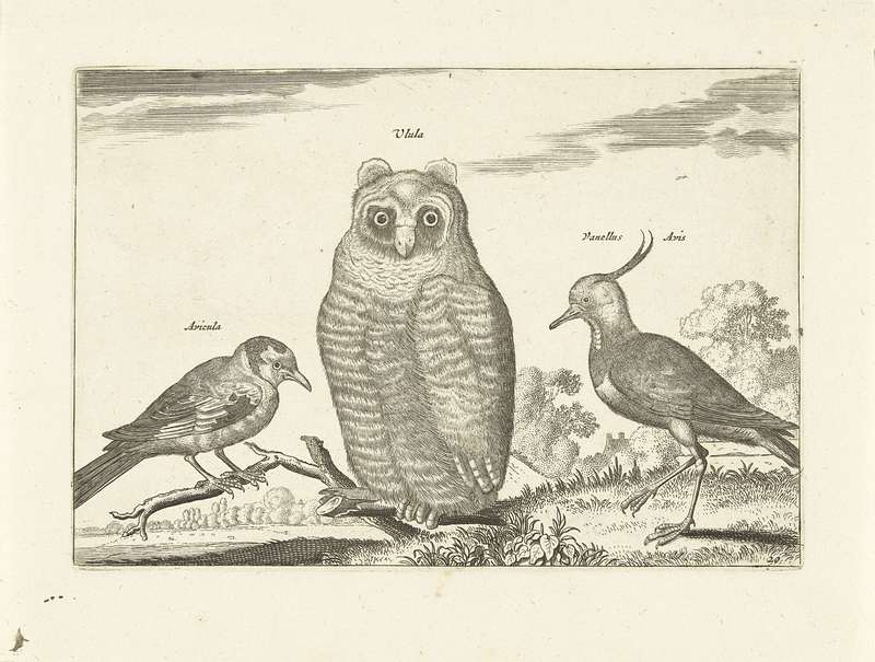 European goldfinch (Carduelis carduelis), Eurasian eagle-owl (Bubo bubo), northern lapwing (Vanellus vanellus); DISPLAY FULL IMAGE.