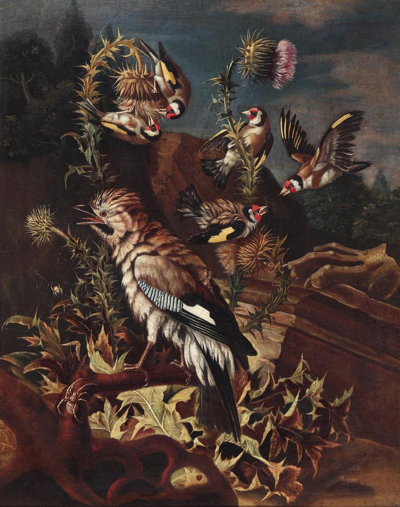 Eurasian jay (Garrulus glandarius), European goldfinch (Carduelis carduelis); DISPLAY FULL IMAGE.