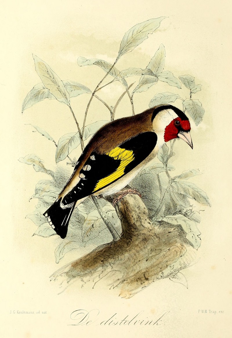 European goldfinch (Carduelis carduelis); DISPLAY FULL IMAGE.