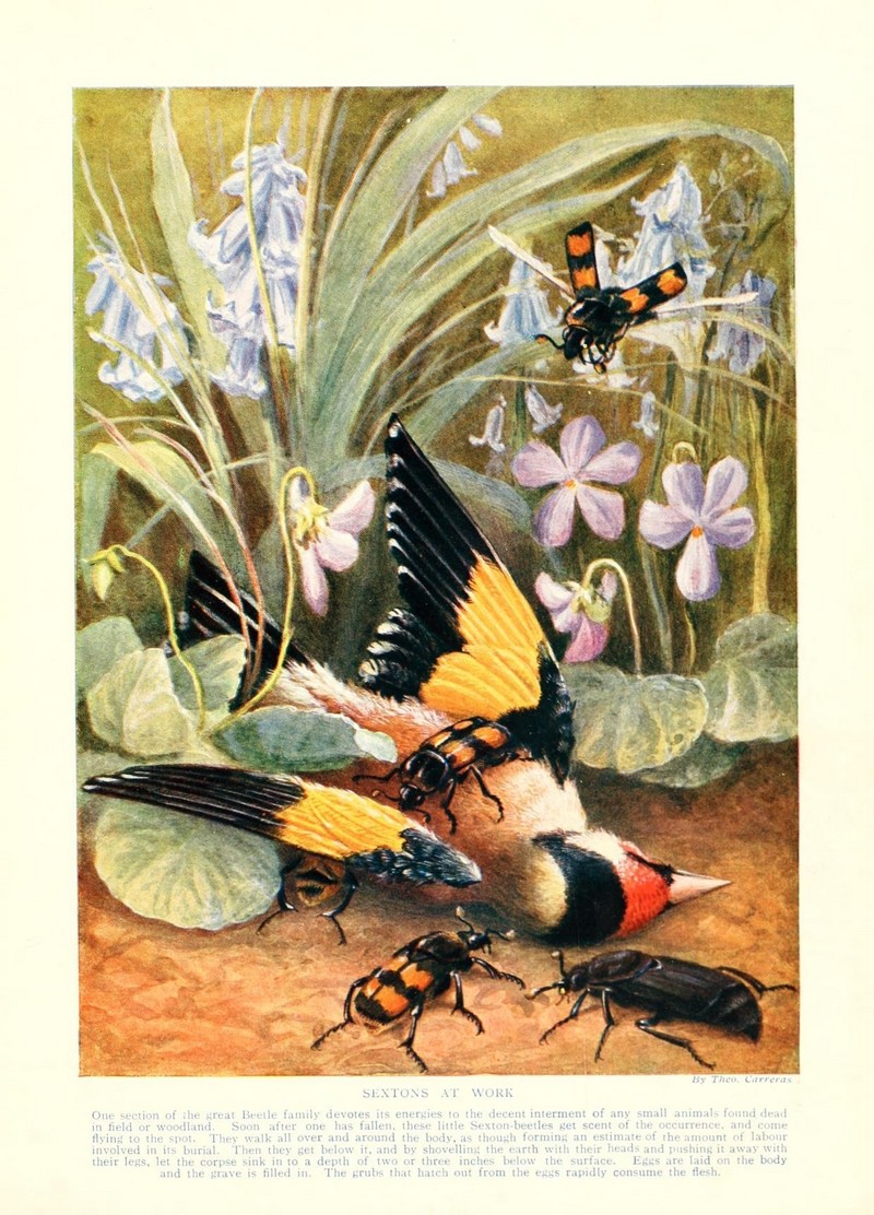 common sexton beetle (Nicrophorus vespilloides), European goldfinch (Carduelis carduelis); DISPLAY FULL IMAGE.