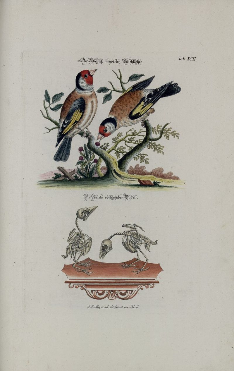 European goldfinch (Carduelis carduelis); DISPLAY FULL IMAGE.