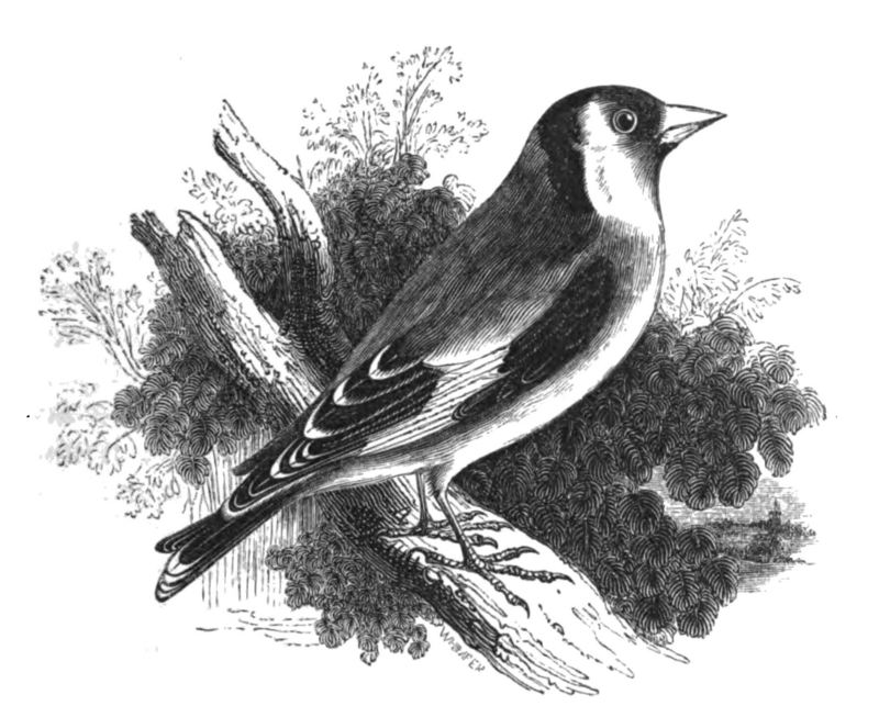 European goldfinch (Carduelis carduelis); DISPLAY FULL IMAGE.