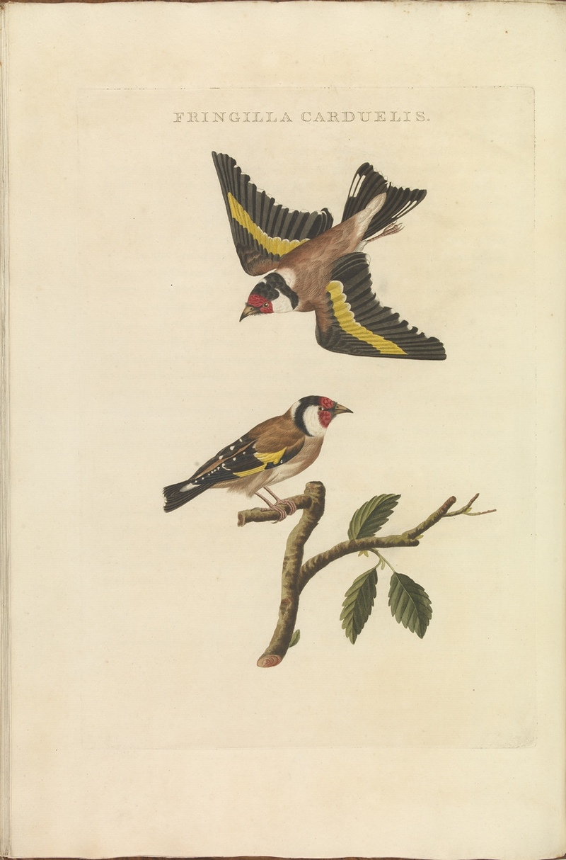 European goldfinch (Carduelis carduelis); DISPLAY FULL IMAGE.