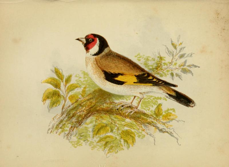 European goldfinch (Carduelis carduelis); DISPLAY FULL IMAGE.