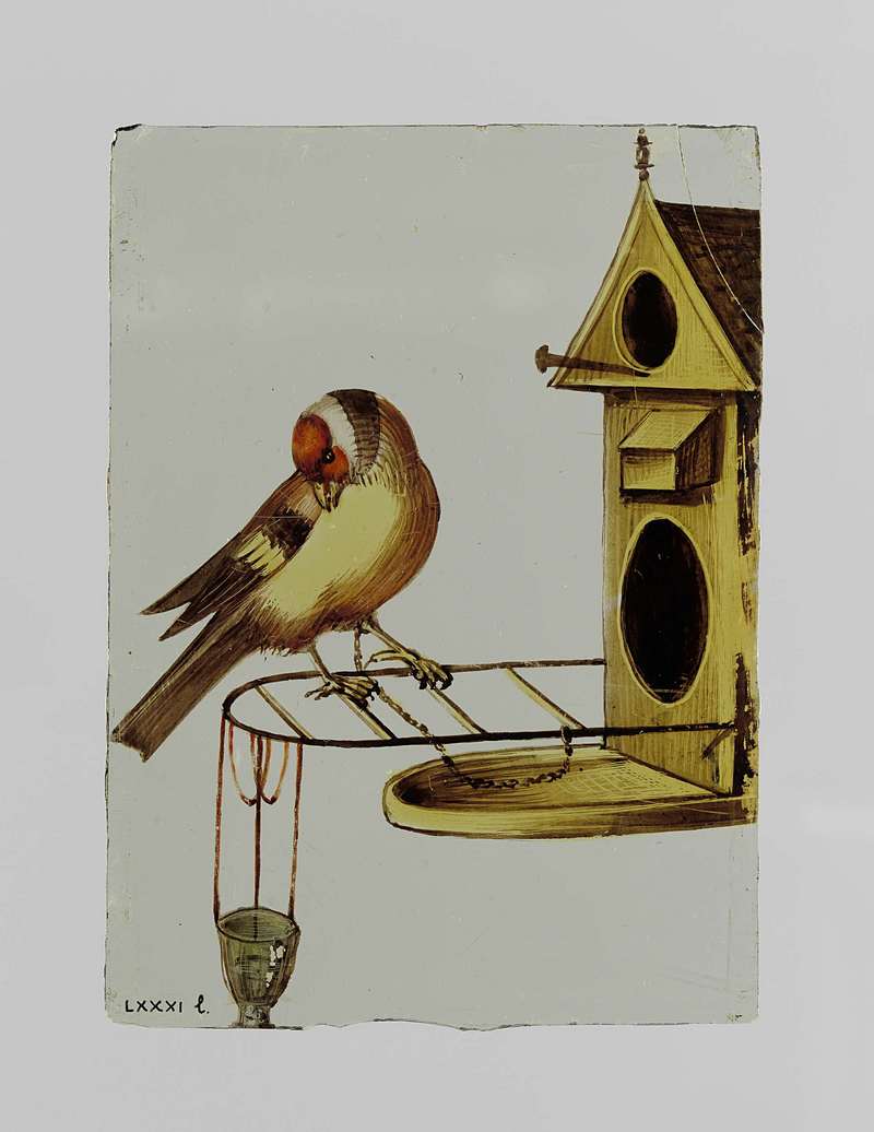 European goldfinch (Carduelis carduelis); DISPLAY FULL IMAGE.