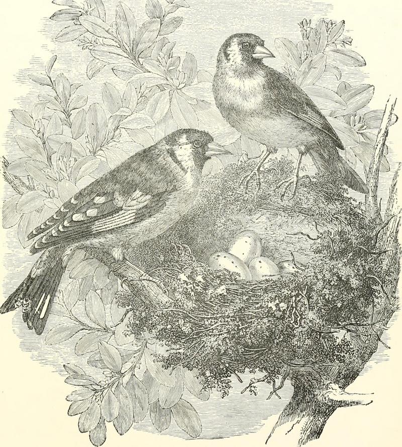 European goldfinch (Carduelis carduelis); DISPLAY FULL IMAGE.