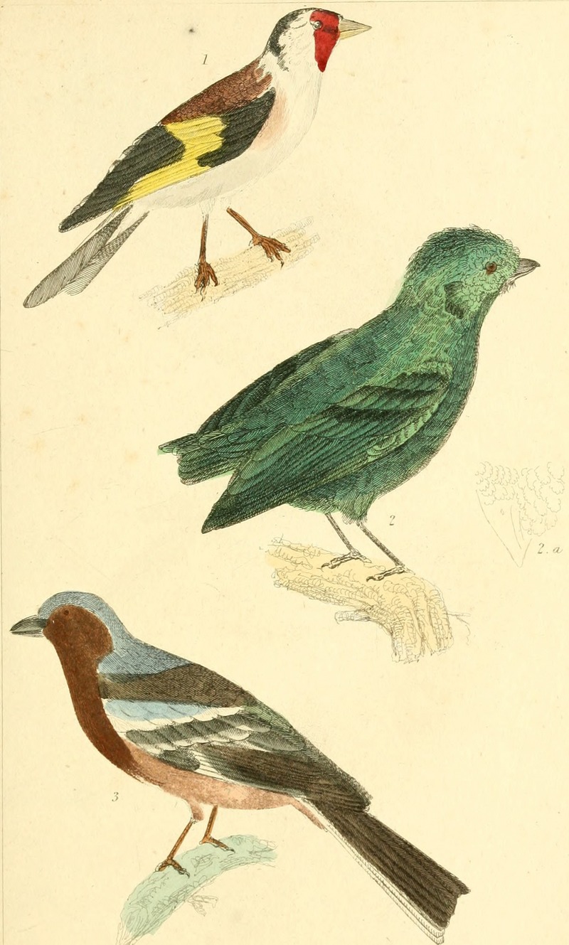 European goldfinch (Carduelis carduelis), green broadbill (Calyptomena viridis), brambling (Fringilla montifringilla); DISPLAY FULL IMAGE.