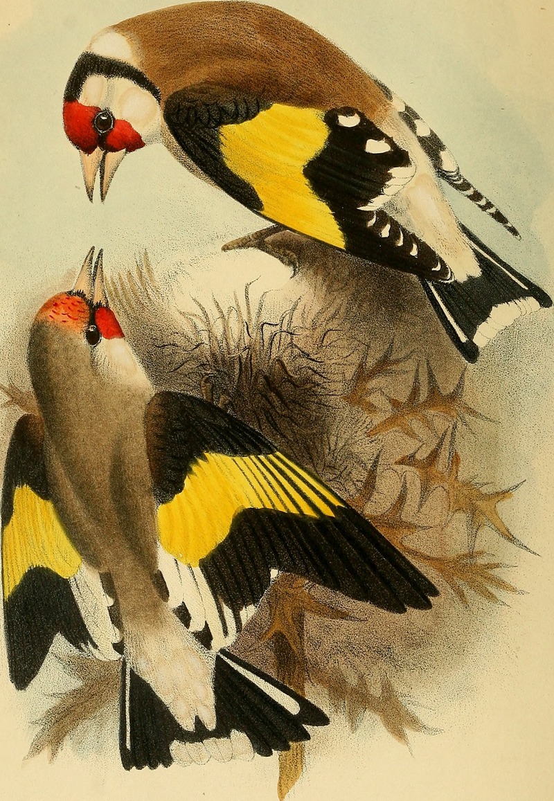 European goldfinch (Carduelis carduelis), Himalayan Goldfinch (Carduelis carduelis caniceps); DISPLAY FULL IMAGE.