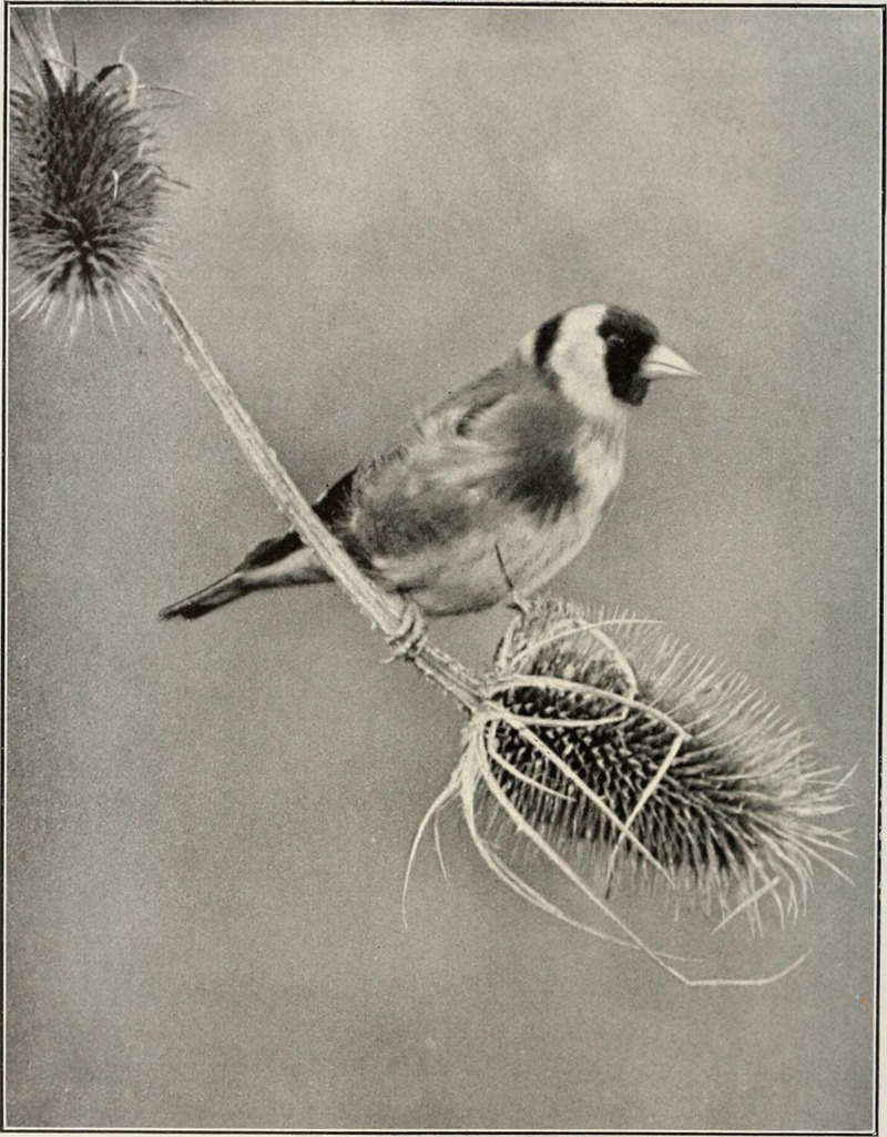 European goldfinch (Carduelis carduelis); DISPLAY FULL IMAGE.