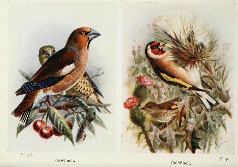 hawfinch (Coccothraustes coccothraustes), European goldfinch (Carduelis carduelis); DISPLAY FULL IMAGE.