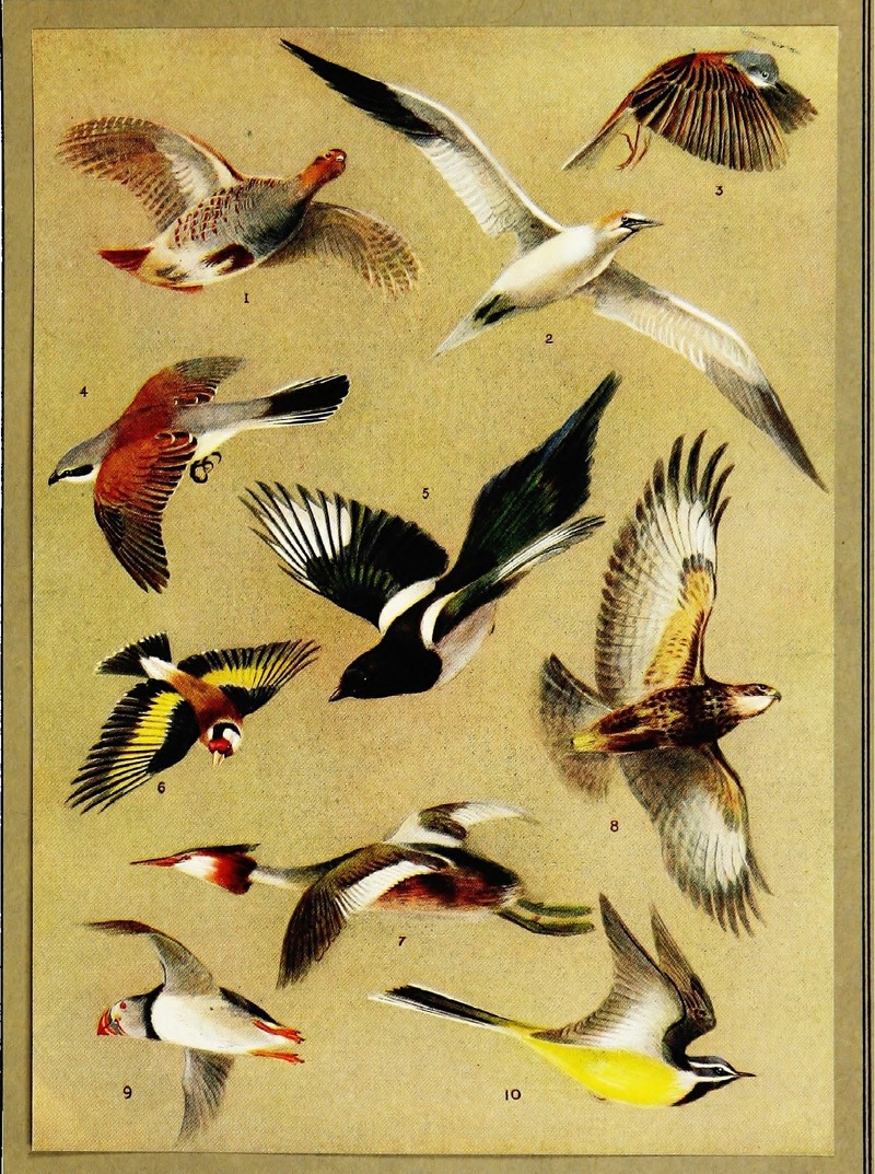 grey partridge (Perdix perdix), northern gannet (Morus bassanus), common whitethroat (Sylvia communis), red-backed shrike (Lanius collurio), common magpie (Pica pica), European goldfinch (Carduelis carduelis), great crested grebe (Podiceps cristatus), common buzzard (Buteo buteo), Atlantic puffin (Fratercula arctica), grey wagtail (Motacilla cinerea); DISPLAY FULL IMAGE.