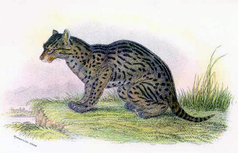 fishing cat (Prionailurus viverrinus); DISPLAY FULL IMAGE.
