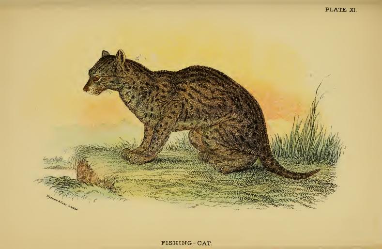 fishing cat (Prionailurus viverrinus); DISPLAY FULL IMAGE.