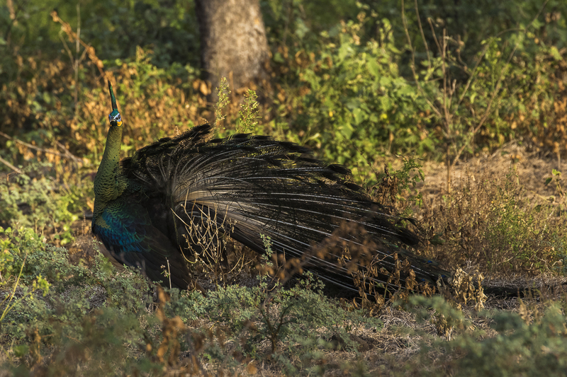 green peafowl (Pavo muticus); DISPLAY FULL IMAGE.