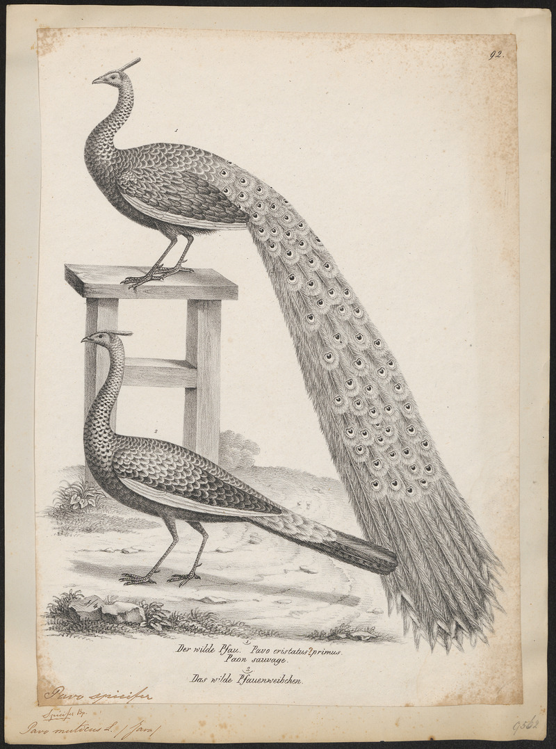 green peafowl (Pavo muticus); DISPLAY FULL IMAGE.