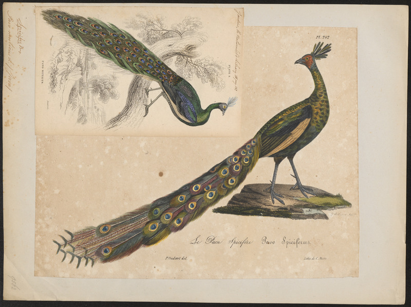 green peafowl (Pavo muticus); DISPLAY FULL IMAGE.