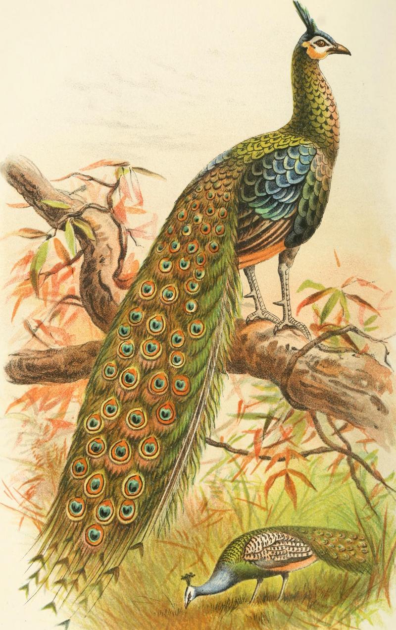 green peafowl (Pavo muticus); DISPLAY FULL IMAGE.