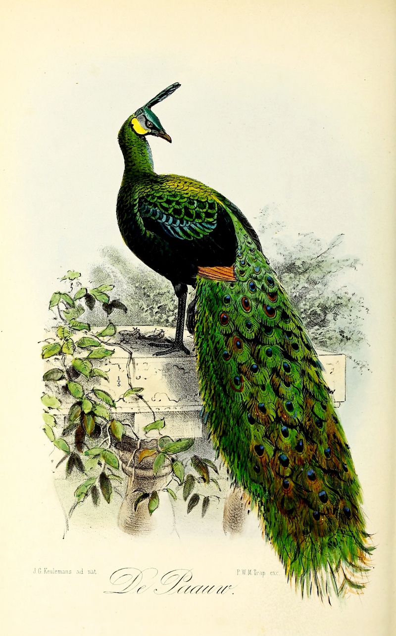 green peafowl (Pavo muticus); DISPLAY FULL IMAGE.