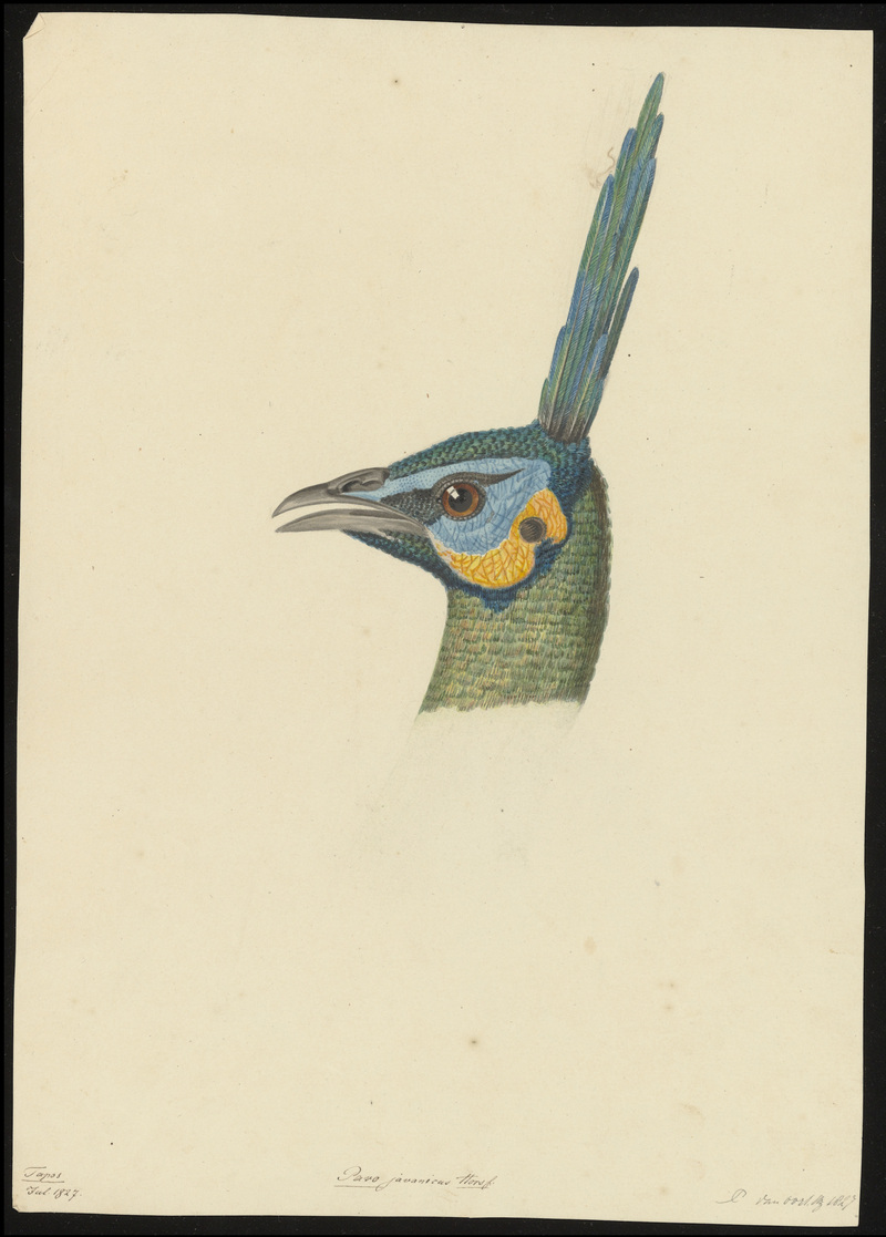 green peafowl (Pavo muticus); DISPLAY FULL IMAGE.
