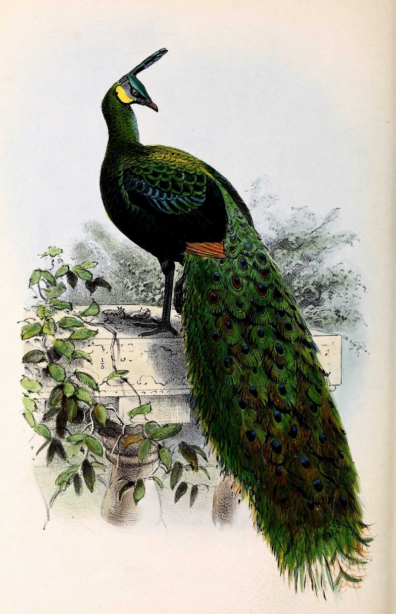 green peafowl (Pavo muticus); DISPLAY FULL IMAGE.
