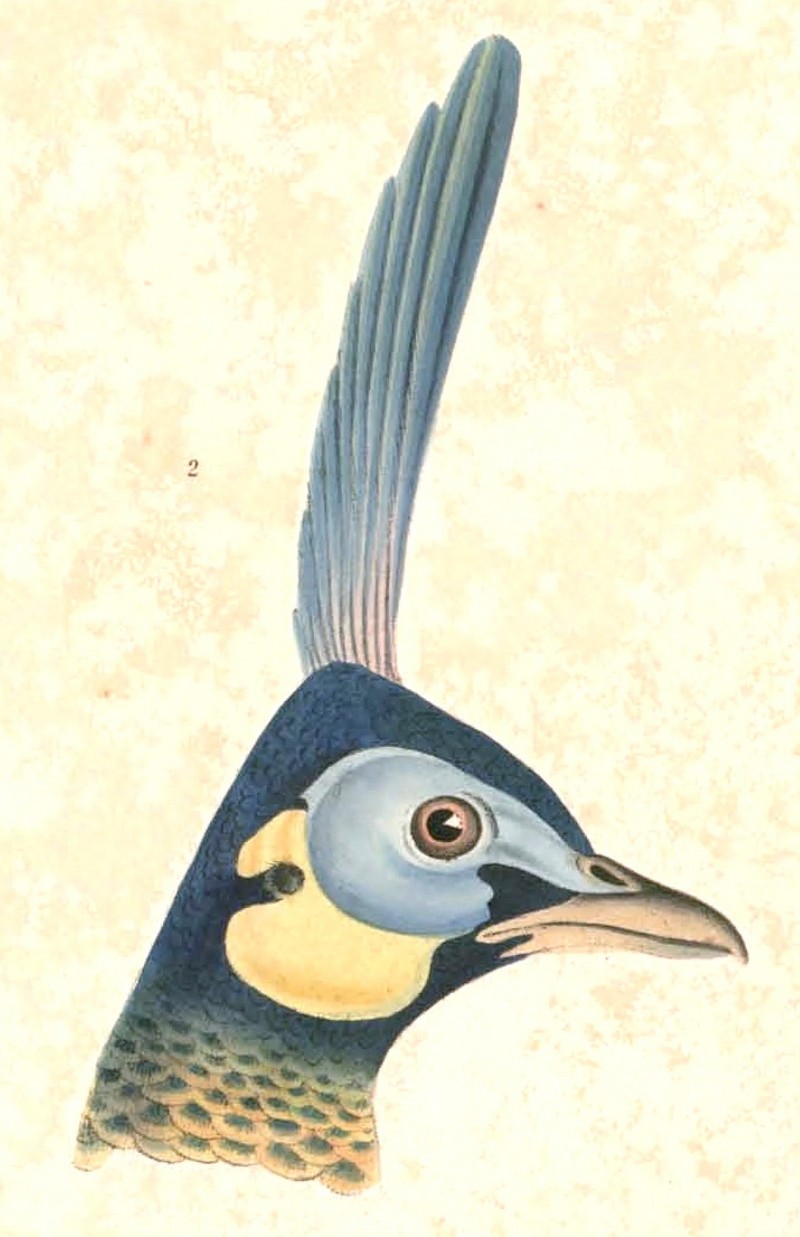 green peafowl (Pavo muticus); DISPLAY FULL IMAGE.