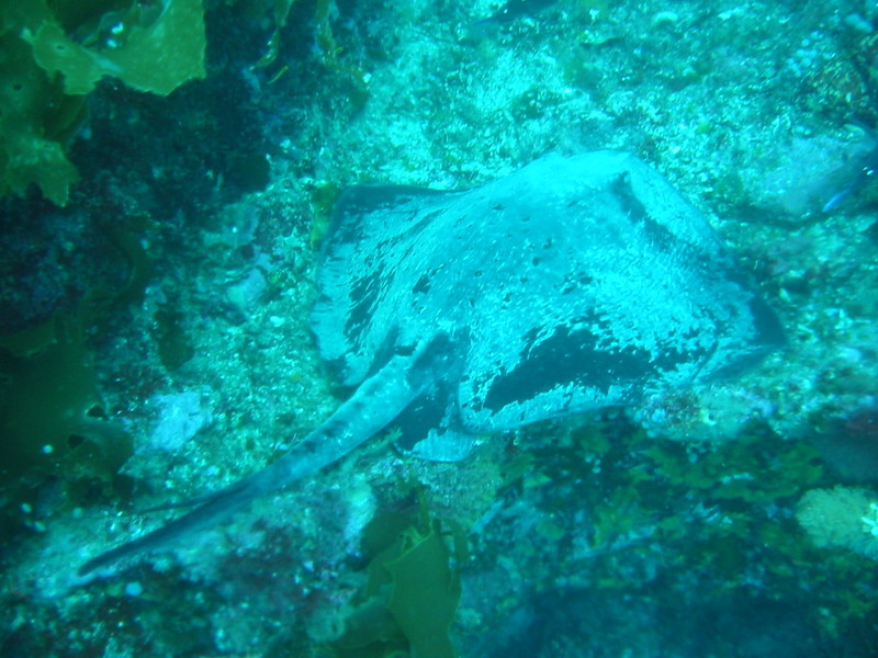 short-tail stingray, smooth stingray (Dasyatis brevicaudata); DISPLAY FULL IMAGE.