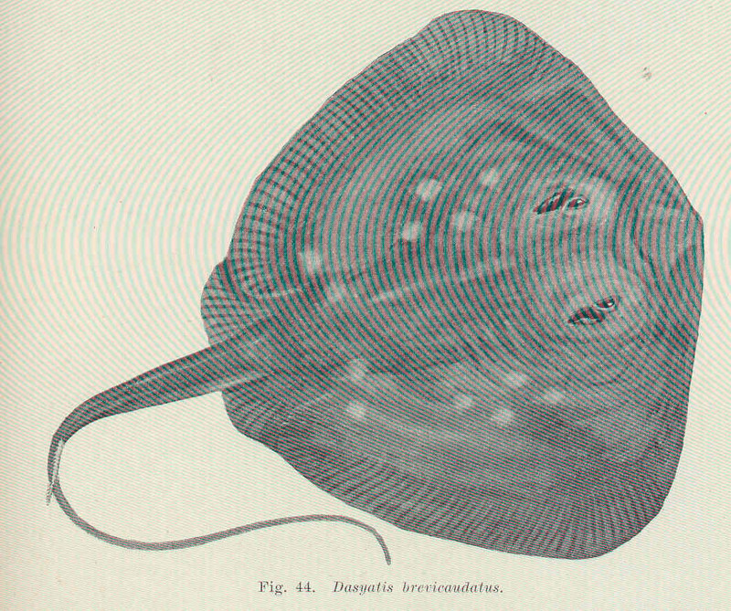 short-tail stingray, smooth stingray (Dasyatis brevicaudata); DISPLAY FULL IMAGE.